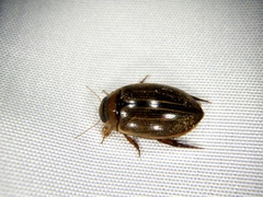 Hydaticus grammicus