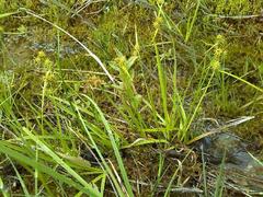 Carex lepidocarpa