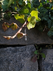 Hedera helix