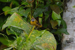 Ramphocelus passerinii