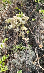 Seseli ponticum