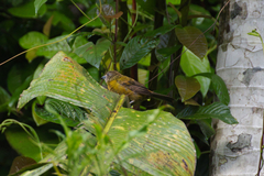 Ramphocelus passerinii