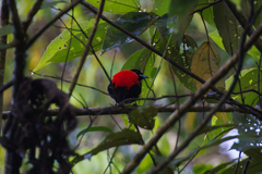 Ramphocelus passerinii