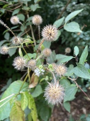 Dipsacus pilosus