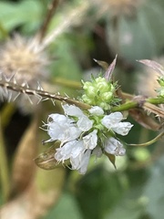 Dipsacus pilosus