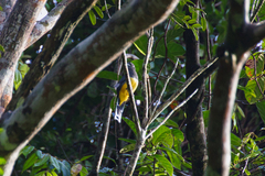 Trogon caligatus