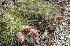 Ptilostemon echinocephalus