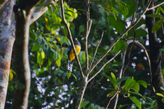Trogon caligatus