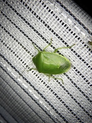 Glaucias subpunctatus