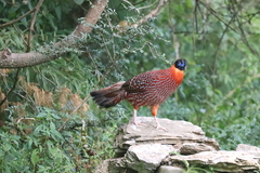 Tragopan temminckii
