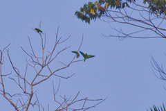 Eupsittula nana