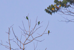 Eupsittula nana