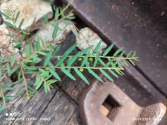 Phyllanthus virgatus