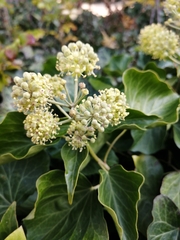 Hedera helix