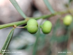 Phyllanthus virgatus