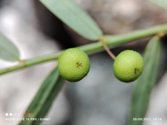 Phyllanthus virgatus