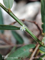 Phyllanthus virgatus