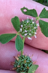 Trifolium glomeratum