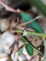 Phyllanthus virgatus