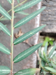 Phyllanthus virgatus