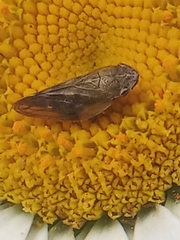 Aphrophora alni