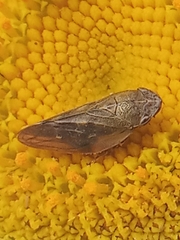 Aphrophora alni