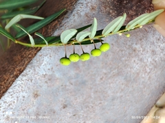 Phyllanthus virgatus