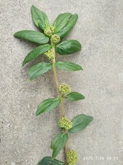 Euphorbia hirta