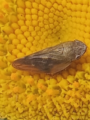 Aphrophora alni