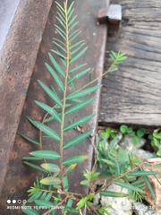 Phyllanthus virgatus