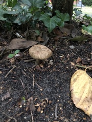 Fungi