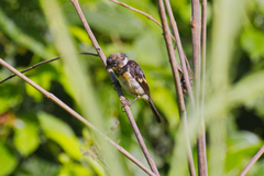 Sporophila morelleti