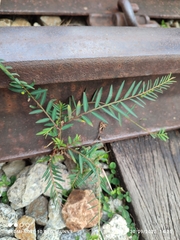 Phyllanthus virgatus