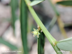 Phyllanthus virgatus