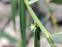 Phyllanthus virgatus