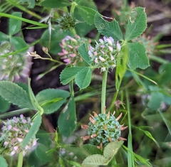 Trifolium glomeratum