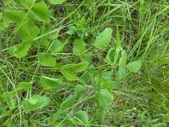 Laserpitium latifolium
