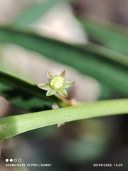Phyllanthus virgatus