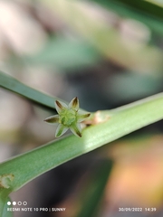 Phyllanthus virgatus