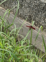 Neurothemis taiwanensis