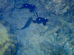 Dascyllus trimaculatus