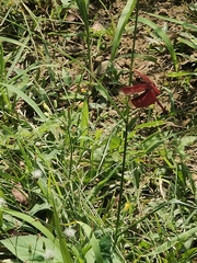 Neurothemis taiwanensis