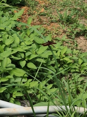 Neurothemis taiwanensis