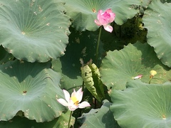 Nelumbo nucifera