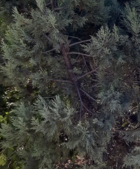 Juniperus excelsa
