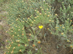 Oedera fruticosa