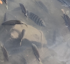 Heterotilapia buettikoferi