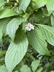 Viburnum farreri