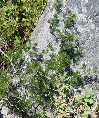 Asparagus lignosus