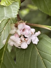 Viburnum farreri